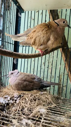 অস্ট্রেলিয়ান ঘুঘু পাখি
