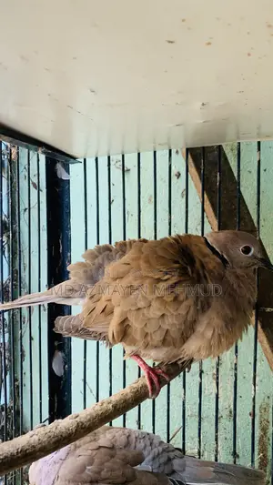 Australian Dove Bird