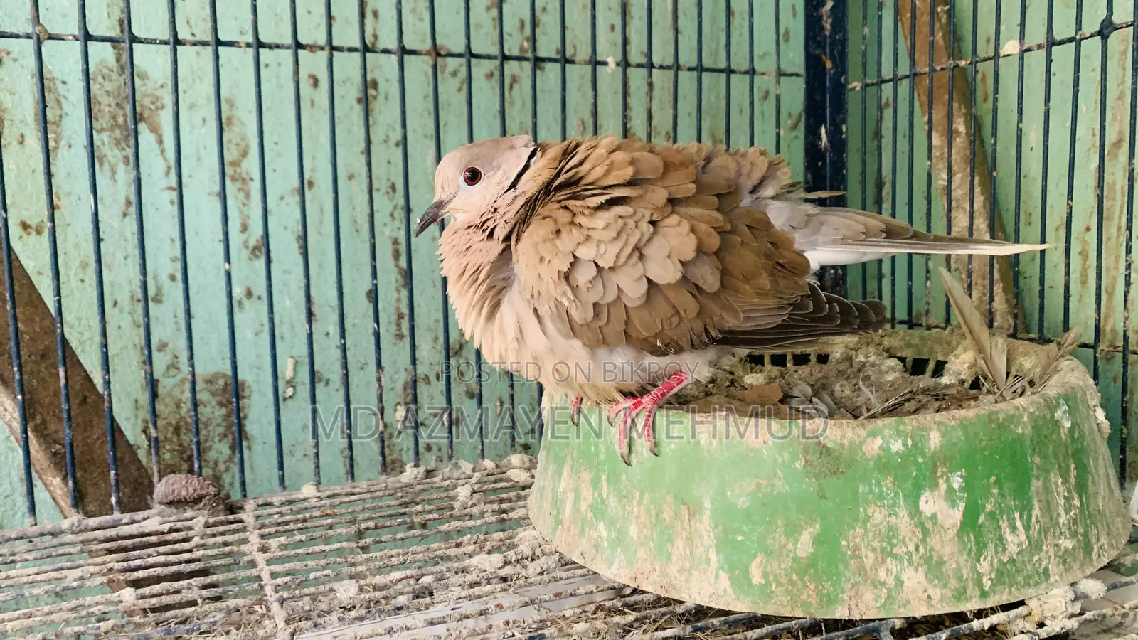 Australian Dove Bird