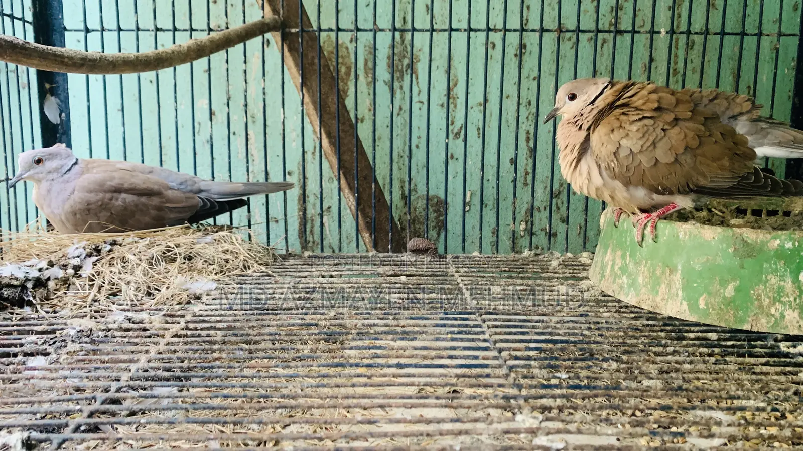 Australian Dove Bird