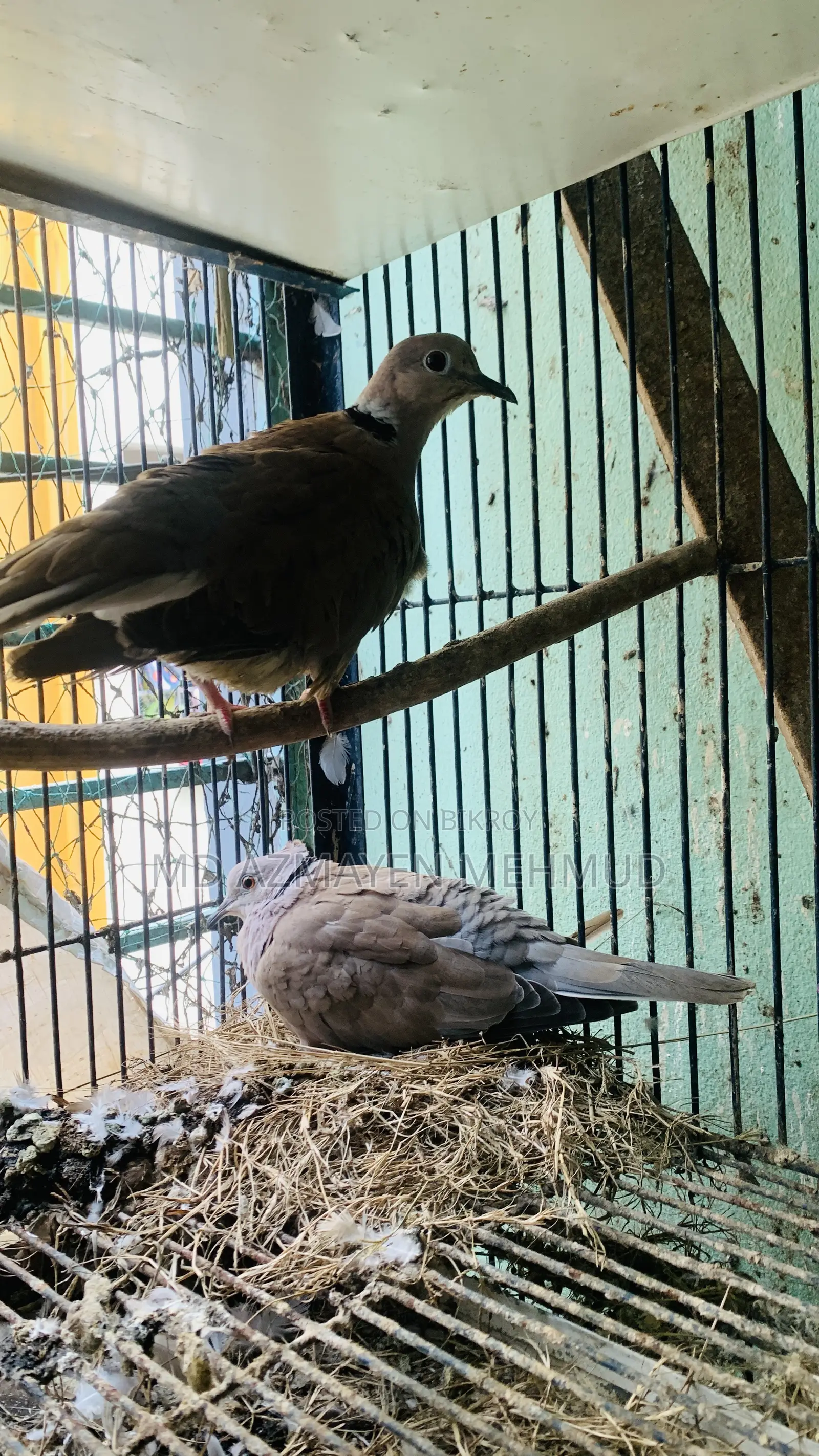Australian Dove Bird