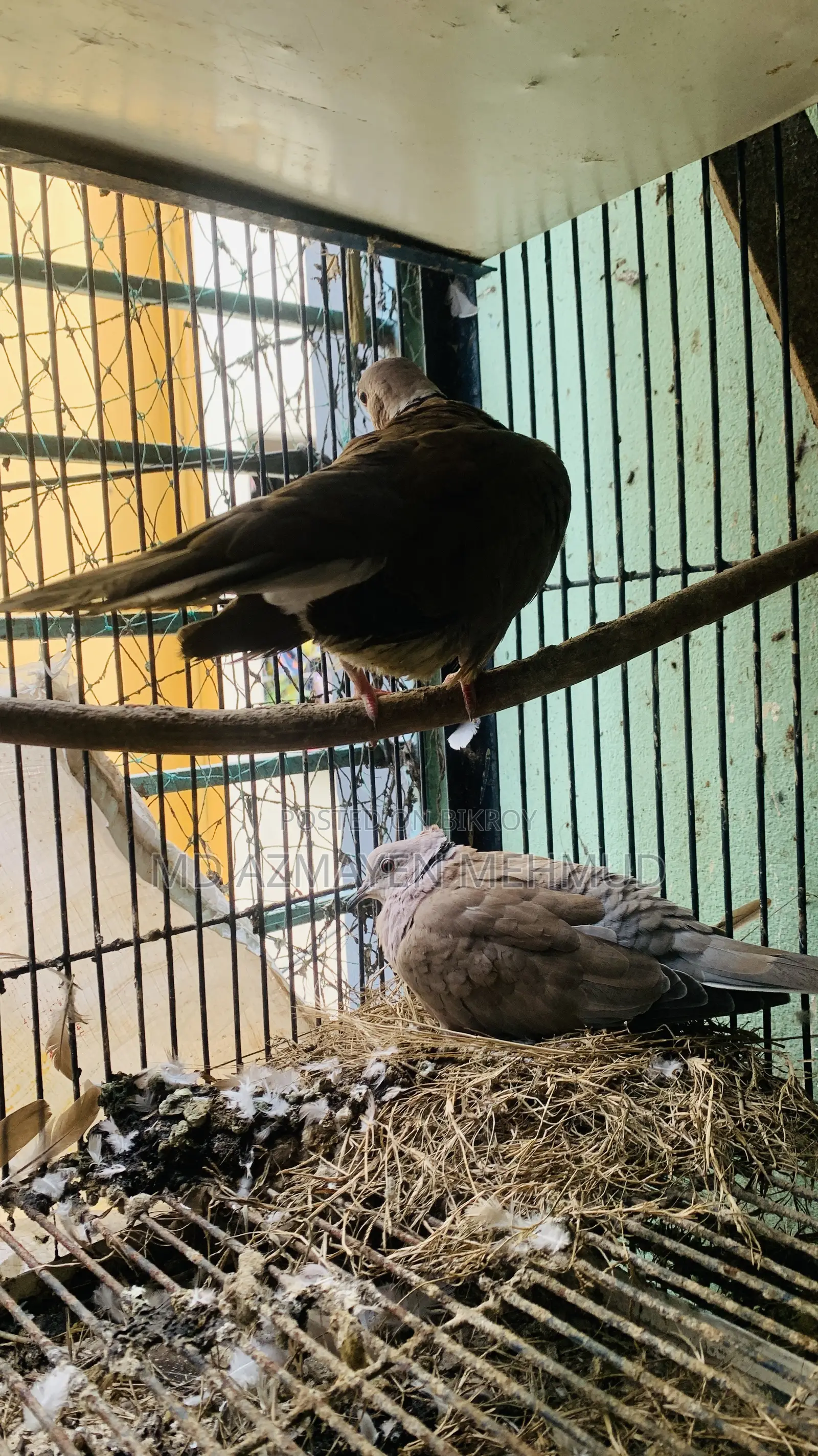 Australian Dove Bird