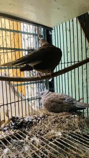 Australian Dove Bird