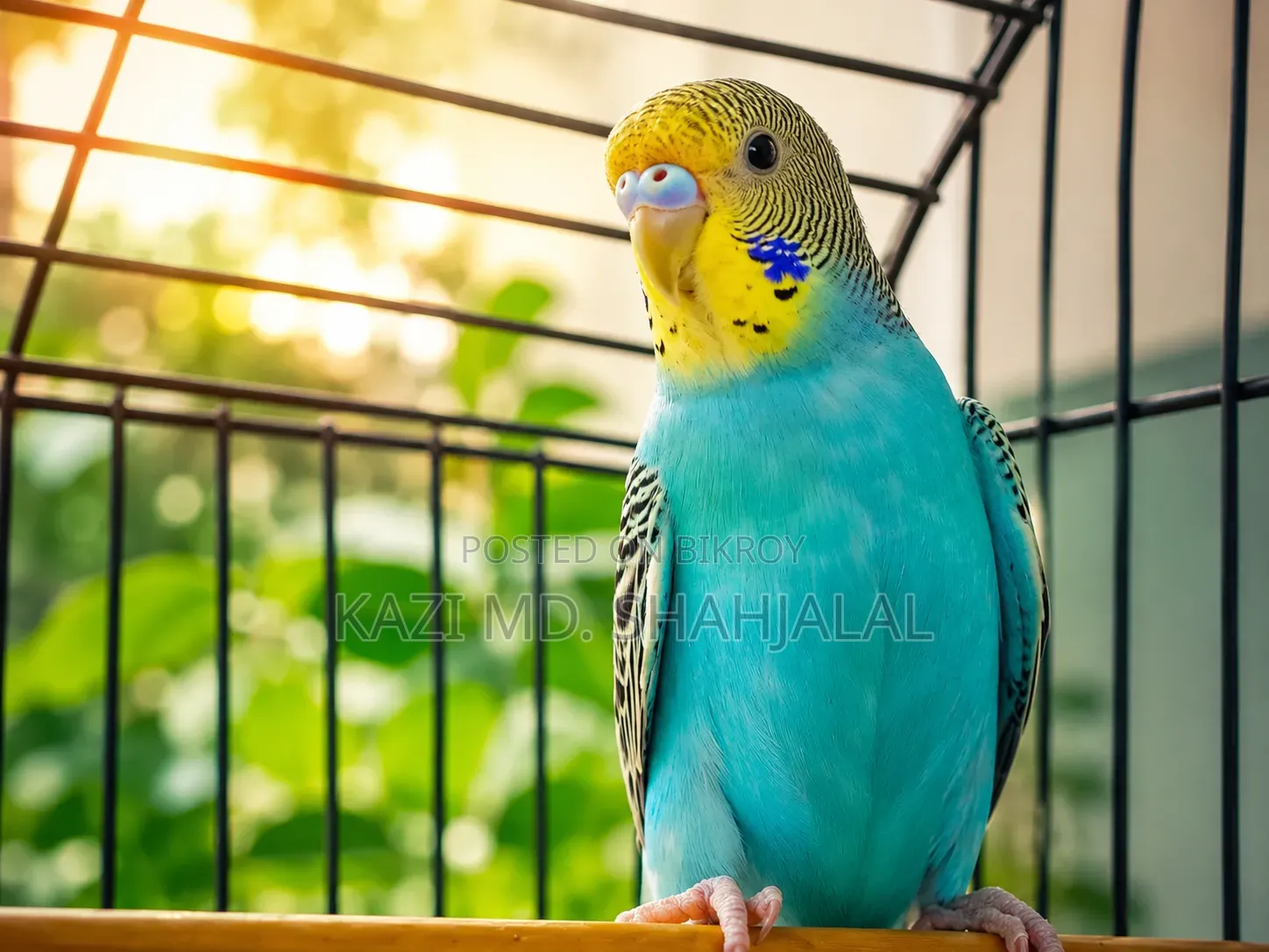 Budgerigar Bird