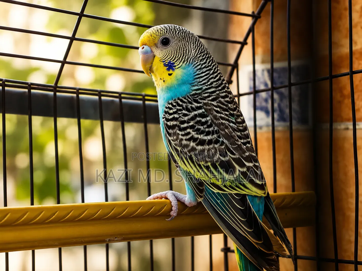 Budgerigar Bird