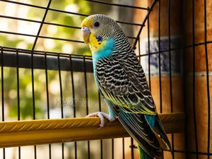 Budgerigar Bird