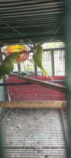 এক জোড়া টিয়া পাখি বিক্রি হবে ভাই ১০০% সুস্থ আছে