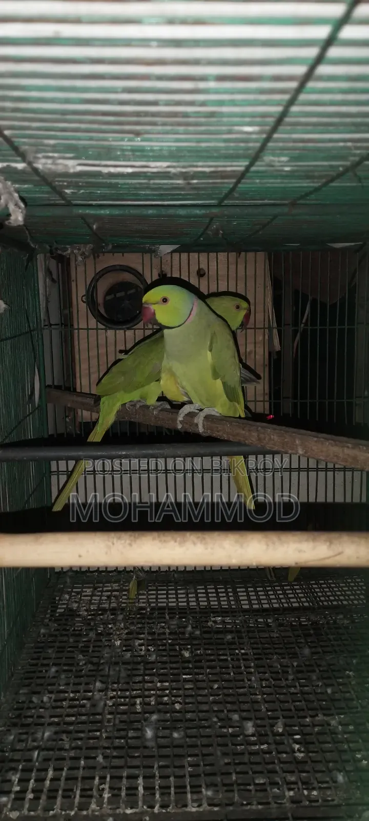 এক জোড়া টিয়া পাখি বিক্রি হবে ভাই ১০০% সুস্থ আছে