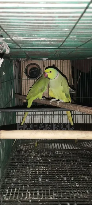 এক জোড়া টিয়া পাখি বিক্রি হবে ভাই ১০০% সুস্থ আছে