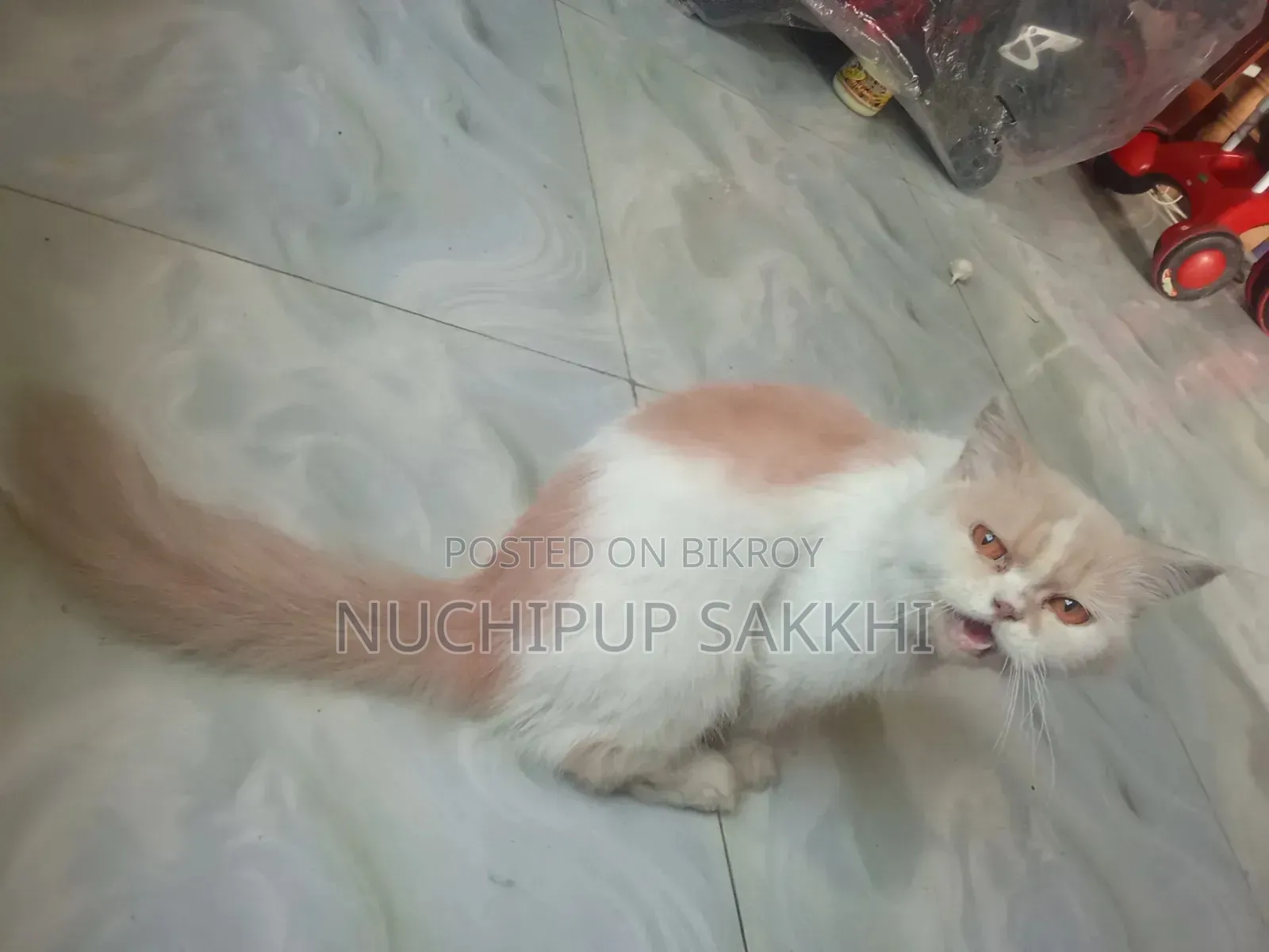 3-6 Months Female Purebred Cat