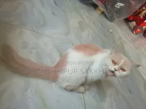 3-6 Months Female Purebred Cat