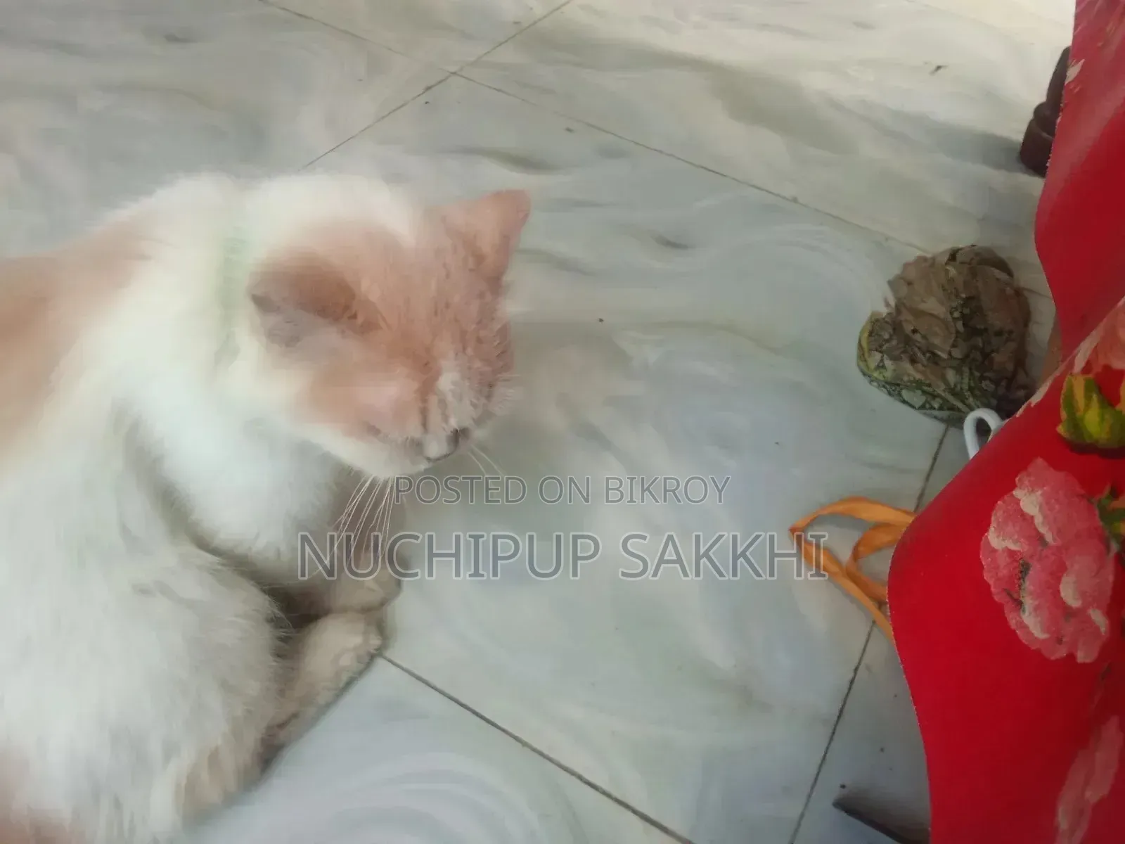 3-6 Months Female Purebred Cat