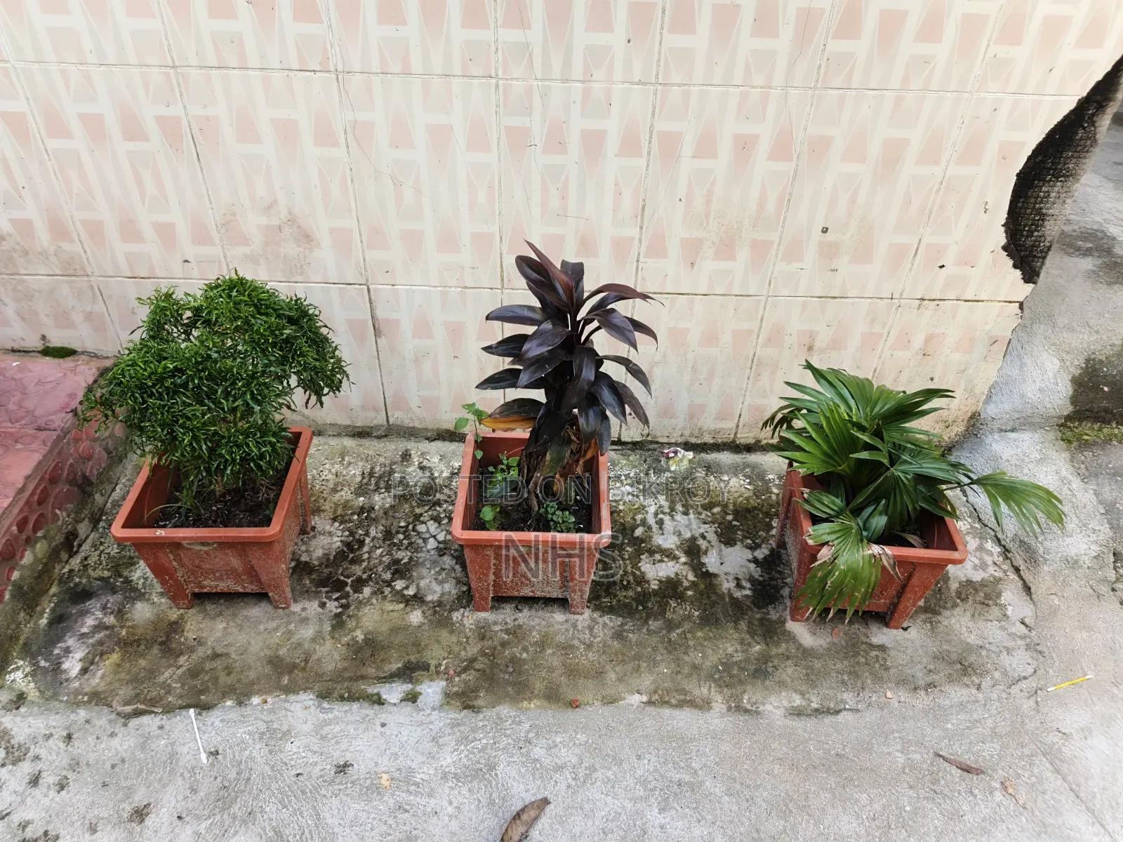 টব সেটআপ সহ ফুলের গাছ বিক্রি হবে