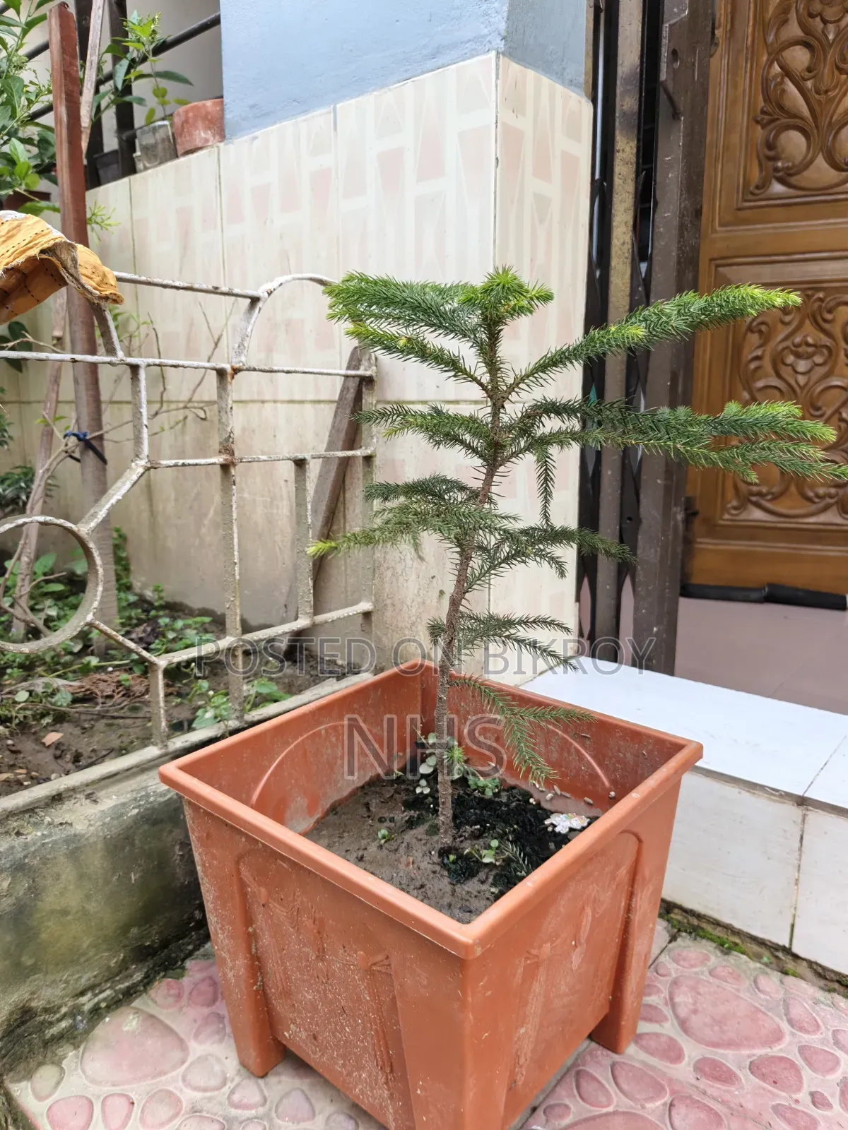 টব সেটআপ সহ ফুলের গাছ বিক্রি হবে