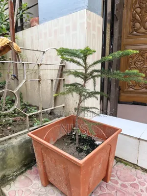 টব সেটআপ সহ ফুলের গাছ বিক্রি হবে