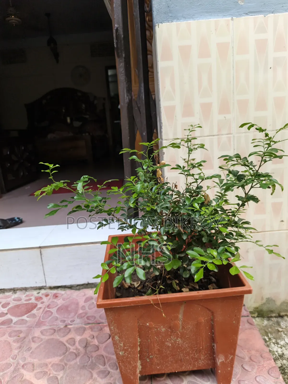টব সেটআপ সহ ফুলের গাছ বিক্রি হবে