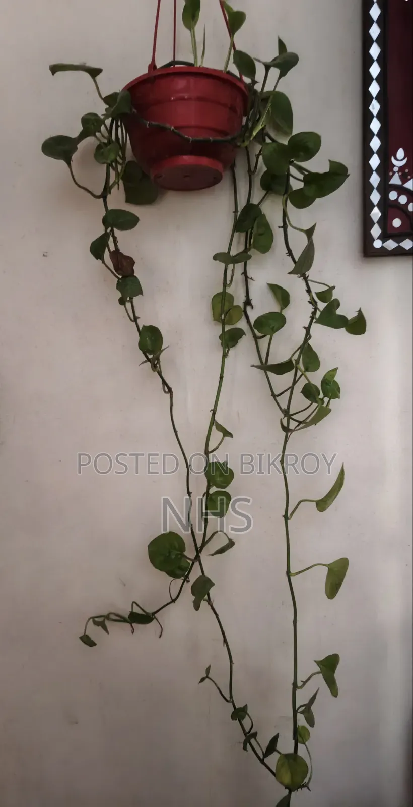 টব সেটআপ সহ ফুলের গাছ বিক্রি হবে