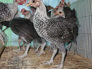 অরিজিনাল ফাওমি মুরগি