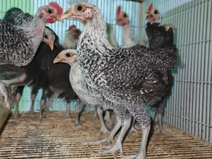 অরিজিনাল ফাওমি মুরগি