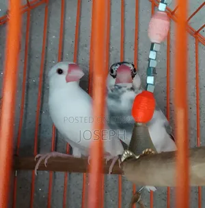 1 Pair Java Finches