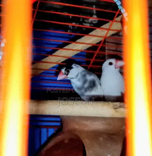 1 Pair Java Finches