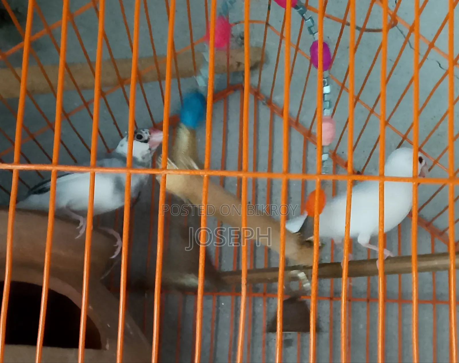 1 Pair Java Finches