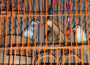 1 Pair Java Finches