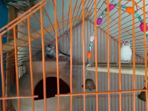 1 Pair Java Finches