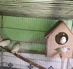 White Finch Bird Chicks
