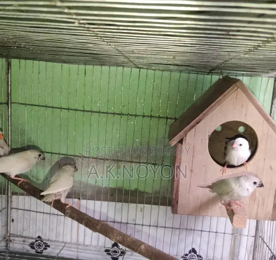 White Finch Bird Chicks