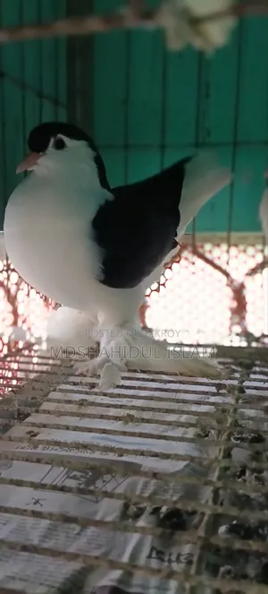 লাহোরী কবুতর
