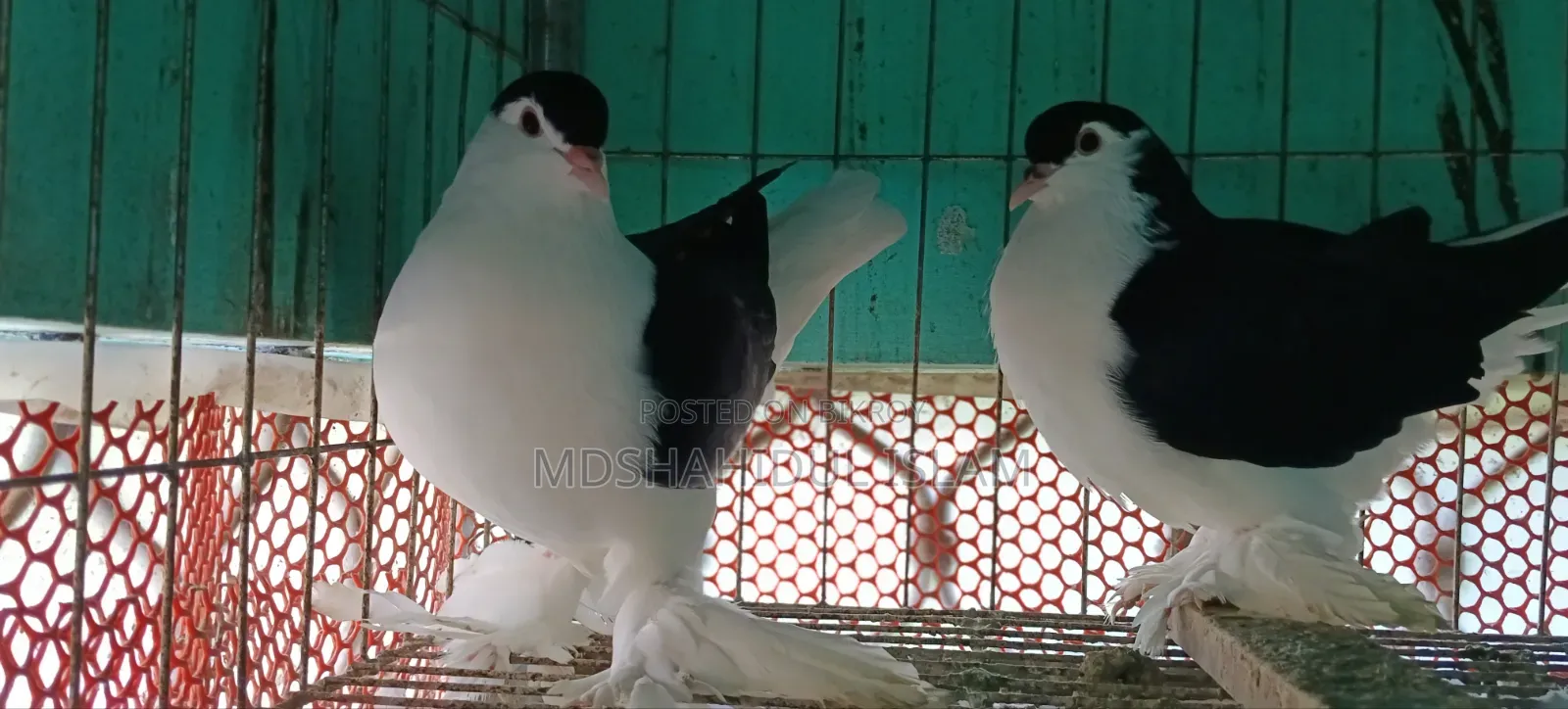 লাহোরী কবুতর