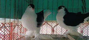 লাহোরী কবুতর
