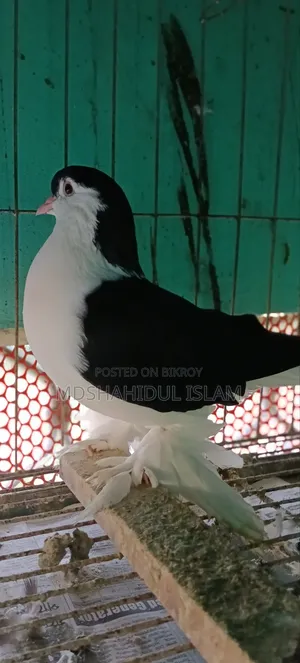 লাহোরী কবুতর