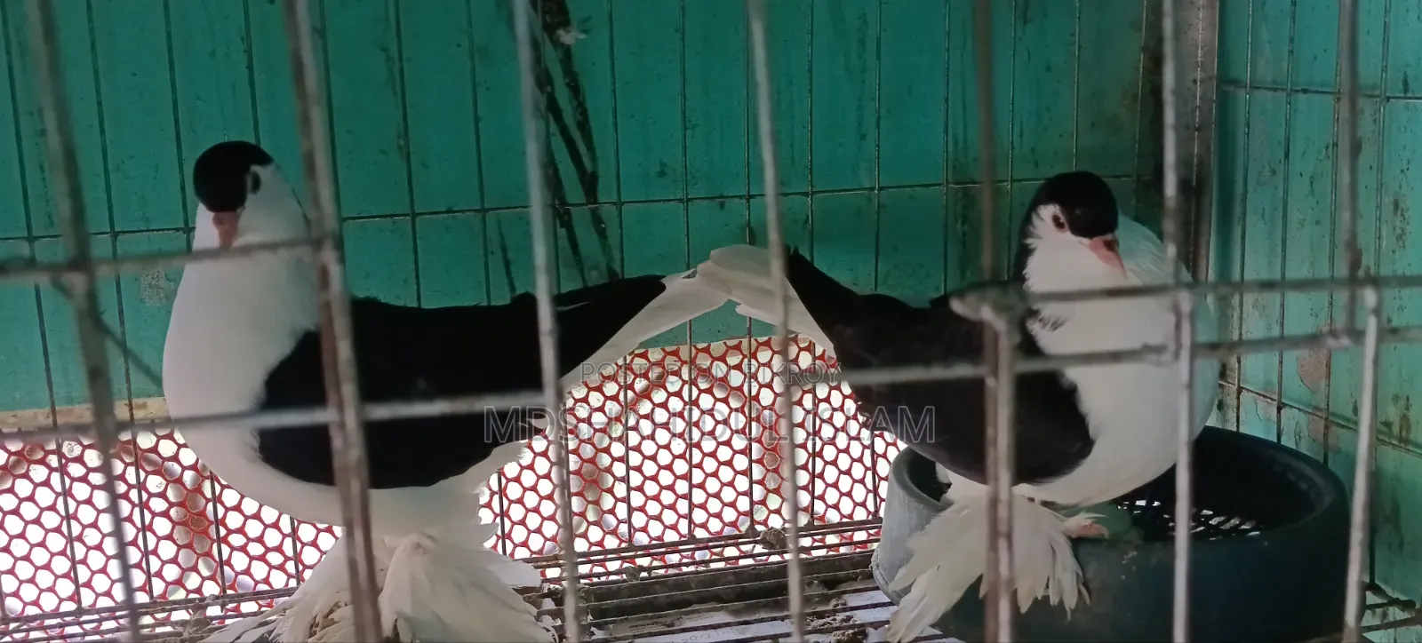 লাহোরী কবুতর