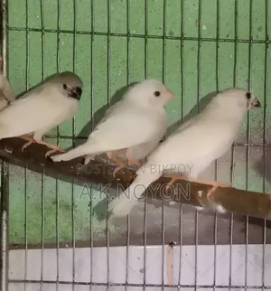 White Finch Bird Chicks