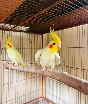 ককাটেল পাখির প্রাপ্তবয়স্ক জোড়া