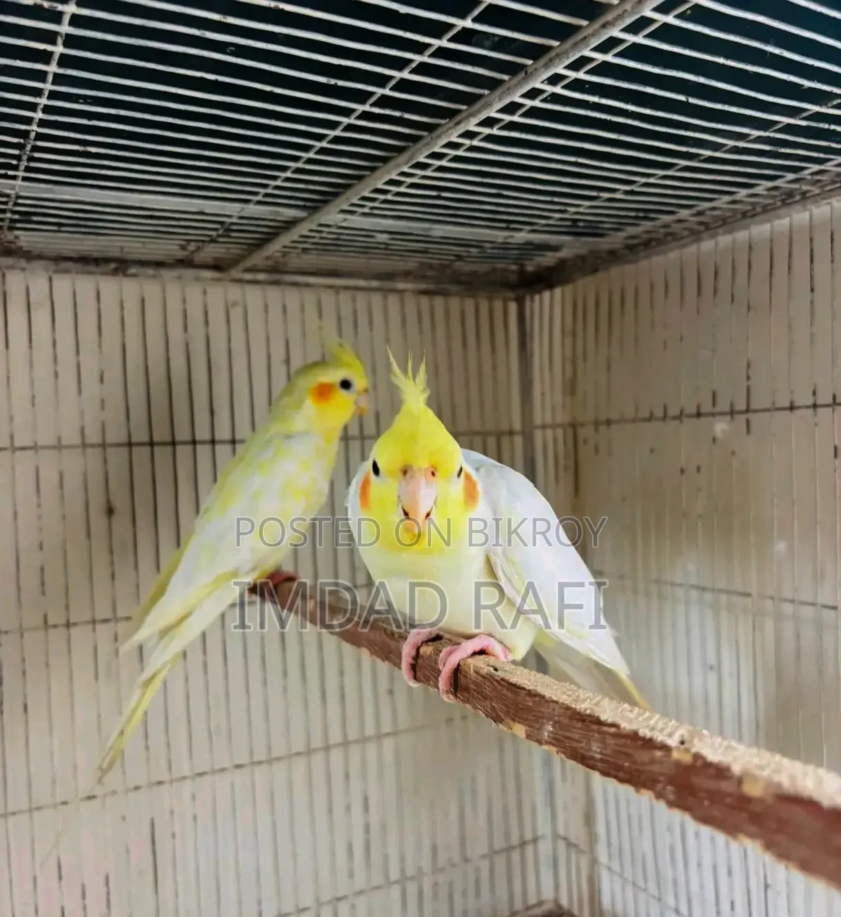 Cocktail Bird Adult Pair