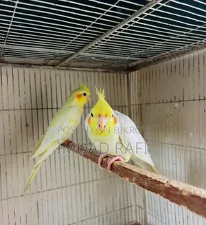 Cocktail Bird Adult Pair