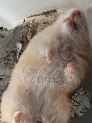Adult Syrian Male Hamster