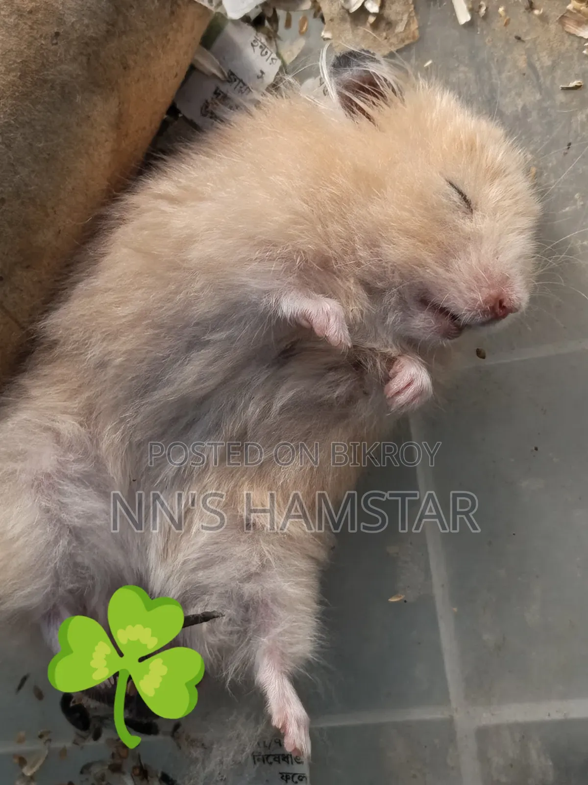 Adult Syrian Male Hamster
