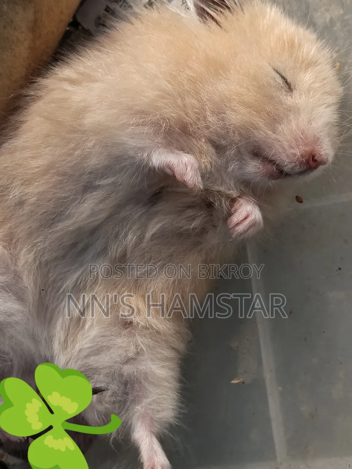 Adult Syrian Male Hamster