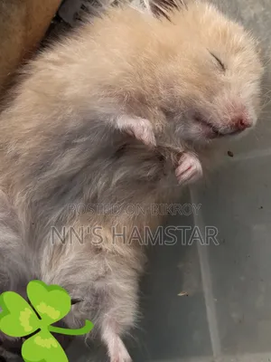 Adult Syrian Male Hamster