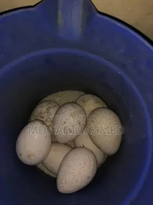 High-quality Turkey eggs
