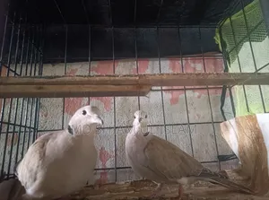 অস্ট্রেলিয়ান ঘুঘু