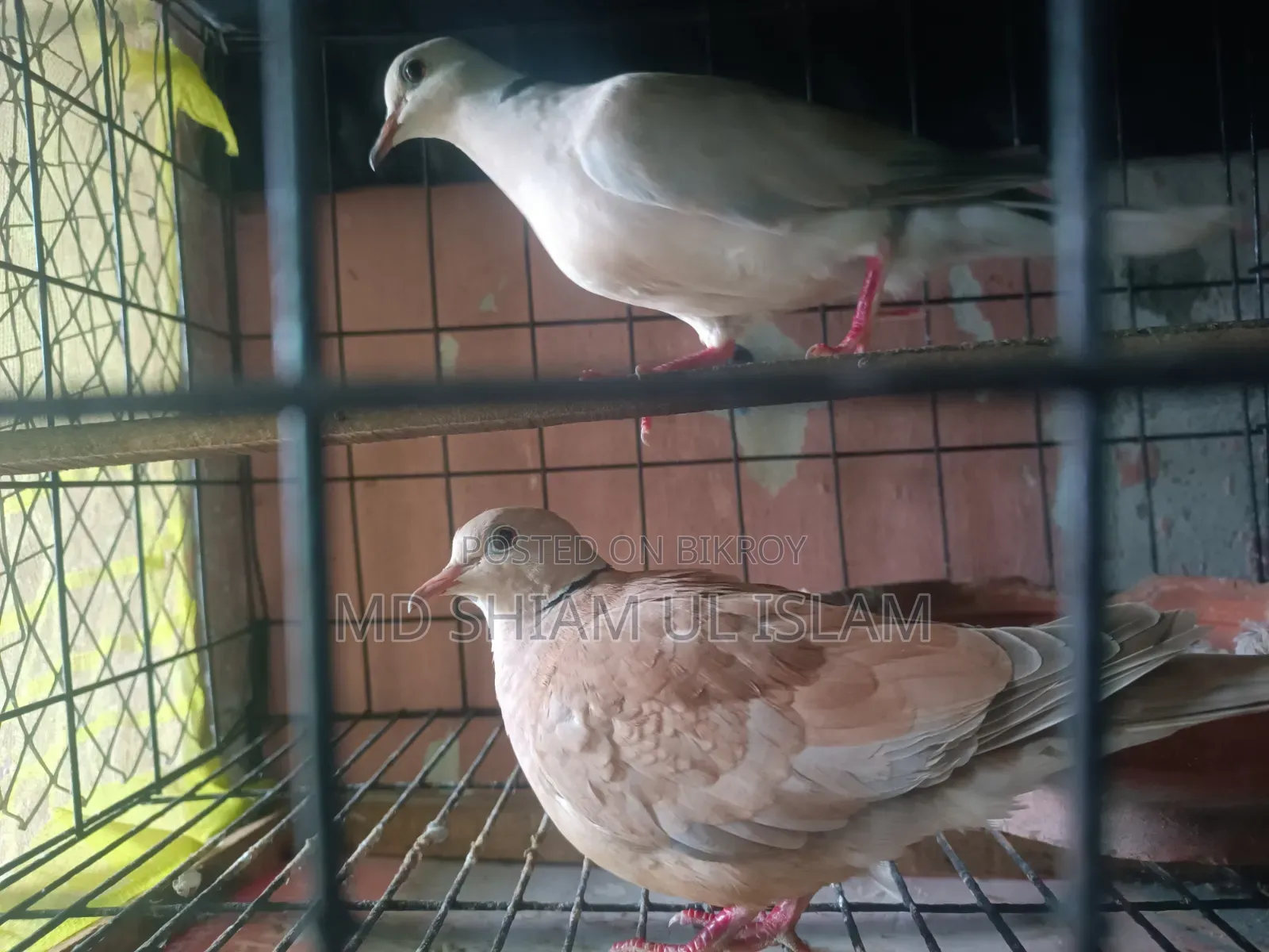 অস্ট্রেলিয়ান ঘুঘু