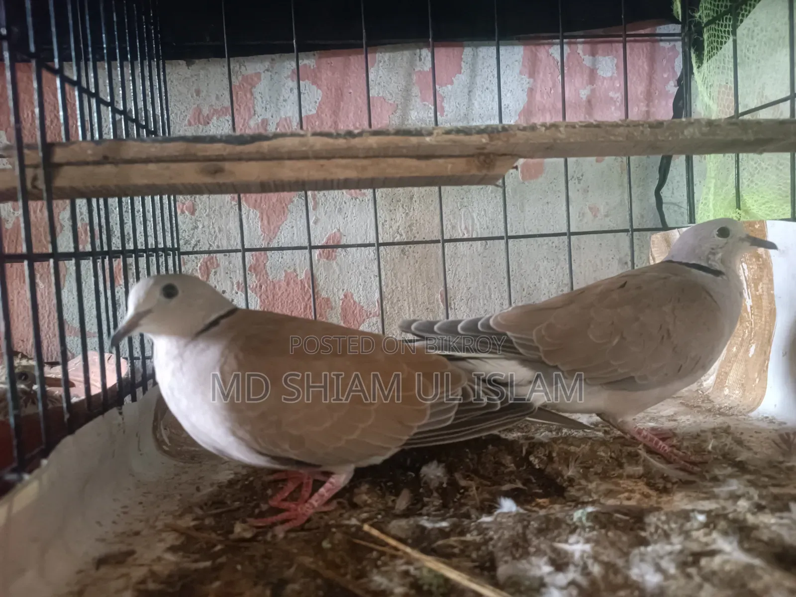 অস্ট্রেলিয়ান ঘুঘু