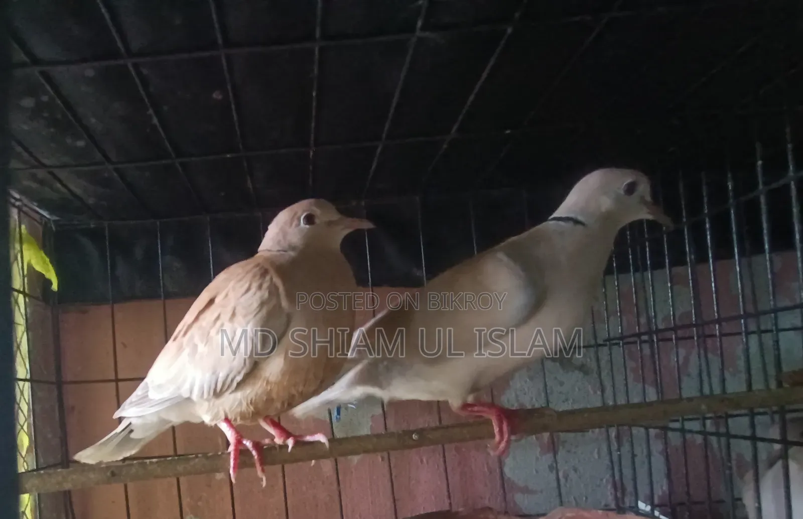 অস্ট্রেলিয়ান ঘুঘু