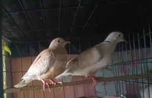 অস্ট্রেলিয়ান ঘুঘু