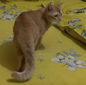 ৬-১২ মাস বয়সী পুরুষ মিক্সড ব্রিড বেঙ্গল